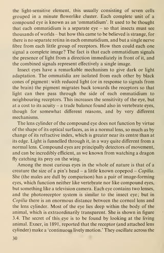 the light-sensitive element, this usually consisting of seven cells
grouped in a minute flowerlike cluster. Each complete unit of a
compound eye is known as an 'ommatidium'. It used to be thought
that each ommatidium is a separate eye - so that insects must see
thousands of worlds - but how this came to be believed is strange, for
there is no separate retina in each ommatidium, and but a single nerve
fibre from each little group of receptors. How then could each one
signal a complete image? The fact is that each ommatidium signals
the presence of light from a direction immediately in front of it, and
the combined signals represent effectively a single image.
Insect eyes have a remarkable mechanism to give dark or light
adaptation. The ommatidia are isolated from each other by black
cones of pigment : with reduced light (or in response to signals from
the brain) the pigment migrates back towards the receptors so that
light can then pass through the side of each ommatidium to
neighbouring receptors. This increases the sensitivity of the eye, but
at a cost to its acuity - a trade balance found also in vertebrate eyes,
though for somewhat different reasons, and by very different
mechanisms.
The lens cylinder of the compound eye does not function by virtue
of the shape of its optical surfaces, as in a normal lens, so much as by
change of its refractive index, which is greater near its centre than at
its edge. Light is funnelled through it, in a way quite different from a
normal lens. Compound eyes are principally detectors of movement,
and can be incredibly efficient, as we known from watching a dragon
ffy catching its prey on the wing.
Among the most curious eyes in the whole of nature is that of a
creature the size of a pin's head - a little known copepod - Copilia.
She (the males are dull by comparison) has a pair of image-forming
eyes, which function neither like vertebrate nor like compound eyes,
but something like a television camera. Each eye contains two lenses,
and the photoreceptor system is similar to the insect eye; but in
Copilia there is an enormous distance between the corneal lens and
the lens cylinder. Most of the eye lies deep within the body of the
animal, which is extraordinarily transparent. She is shown in figure
3.4. The secret of this eye is to be found by looking at the living
animal. Exner, in 1891, reported that the receptor (and attached lens
cylinder) make a 'continuous lively motion.' They oscillate across the
30
 