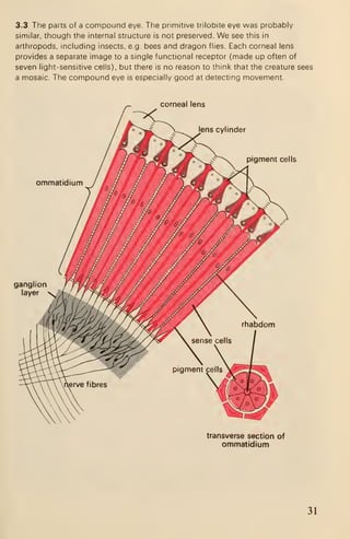 3.3 The parts of a compound eye. The primitive trilobite eye was probably
similar, though the internal structure is not preserved. We see this in
arthropods, including insects, e.g. bees and dragon flies. Each corneal lens
provides a separate image to a single functional receptor (made up often of
seven light-sensitive cells), but there is no reason to think that the creature sees
a mosaic The compound eye is especially good at detecting movement
corneal lens
lens cylinder
pigment cells
ommatidium
ganglion
layer 
transverse section of
ommatidium
31
 