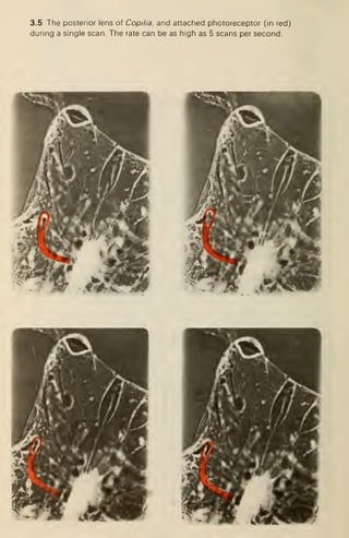 3.5 The posterior lens of Copilia, and attached photoreceptor (in red)
during a single scan. The rate can be as high as 5 scans per second.
 