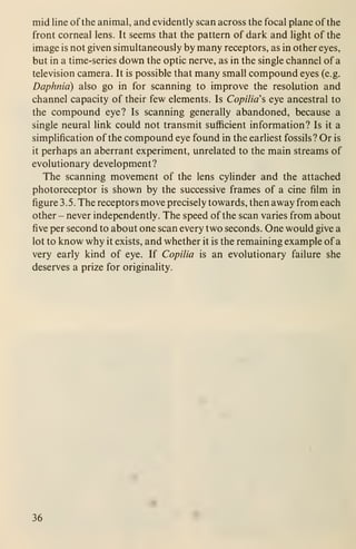 mid line of the animal, and evidently scan across the focal plane of the
front corneal lens. It seems that the pattern of dark and Hght of the
image is not given simultaneously by many receptors, as in other eyes,
but in a time-series down the optic nerve, as in the single channel of a
television camera. It is possible that many small compound eyes (e.g.
Daphnia) also go in for scanning to improve the resolution and
channel capacity of their few elements. Is Copilia's eye ancestral to
the compound eye? Is scanning generally abandoned, because a
single neural hnk could not transmit sufficient information? Is it a
simplification of the compound eye found in the earliest fossils? Or is
it perhaps an aberrant experiment, unrelated to the main streams of
evolutionary development?
The scanning movement of the lens cylinder and the attached
photoreceptor is shown by the successive frames of a cine film in
figure 3.5. The receptors move precisely towards, then away from each
other - never independently. The speed of the scan varies from about
five per second to about one scan every two seconds. One would give a
lot to know why it exists, and whether it is the remaining example of a
very early kind of eye. If Copilia is an evolutionary failure she
deserves a prize for originality.
36
 
