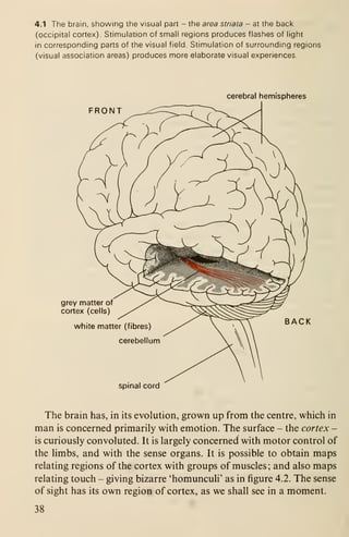 4.1 The brain, showing the visual part - the area striata - at the back
(occipital cortex). Stimulation of small regions produces flashes of light
in corresponding parts of the visual field. Stimulation of surrounding regions
(visual association areas) produces more elaborate visual experiences.
cerebral hemispheres
FRONT
grey matter of
cortex (cells)
white matter (fibres)
cerebellum
BACK
spinal cord
The brain has, in its evolution, grown up from the centre, which in
man is concerned primarily with emotion. The surface - the cortex -
is curiously convoluted. It is largely concerned with motor control of
the limbs, and with the sense organs. It is possible to obtain maps
relating regions of the cortex with groups of muscles; and also maps
relating touch - giving bizarre 'homunculi' as in figure 4.2. The sense
of sight has its own region of cortex, as we shall see in a moment.
38
 