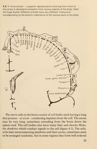 4.2 A 'homunculus' -a graphic representation showing how much of
the cortex is devoted to sensation from various regions of the body. Note
the huge thumb. Different animals have very different 'homunculi',
corresponding to the sensory importance of the various parts of the body.
0/
Teeth, gums, and jaw
Tongue""
Pharynx —-I
Intra-abdominal-^/'
The nerve cells in the brain consist oi cell bodies each having a long
thin process - or axon - conducting impulses from the cell. The axons
may be very long, sometimes extending from the brain down the
spinal cord. The cell bodies also have many finer and shorter fibres,
the dendrites which conduct signals to the cell (figure 4.3). The cells,
with their interconnecting dendrites and their axons, sometimes seem
to be arranged randomly, but in some regions they form well ordered
39
 