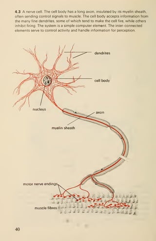 4.3 A nerve cell. The cell body has a long axon, insulated by its myelin sheath,
often sending control signals to muscle. The cell body accepts information from
the many fine dendrites, some of which tend to make the cell fire, while others
inhibit firing. The system is a simple computer element. The inter-connected
elements serve to control activity and handle information for perception.
dendrites
motor nerve endings
muscle fibres -'s
40
 