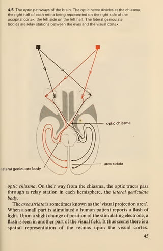 4.5 The optic pathways of the brain. The optic nerve divides at the chiasma.
the right half of each retina being represented on the right side of the
occipital cortex, the left side on the left half. The lateral geniculate
bodies are relay stations between the eyes and the visual cortex.
lateral geniculate body
optic chiasma
area striata
optic chiasma. On their way from the chiasma, the optic tracts pass
through a relay station in each hemisphere, the lateral geniculate
body.
The area striata is sometimes known as the 'visual projection area'.
When a small part is stimulated a human patient reports a flash of
light. Upon a slight change of position of the stimulating electrode, a
flash is seen in another part of the visual field. It thus seems there is a
spatial representation of the retinas upon the visual cortex.
45
 