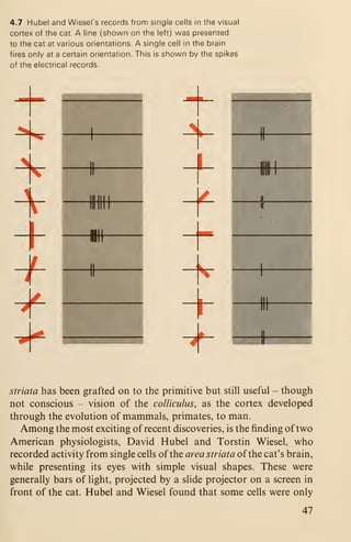 4.7 Hubel and Wiesel's records from single cells in the visual
cortex of the cat. A line (shown on the left) was presented
to the cat at various orientations. A single cell in the brain
fires only at a certain orientation. This is shown by the spikes
of the electrical records.
#
striata has been grafted on to the primitive but still useful - though
not conscious - vision of the colliculus, as the cortex developed
through the evolution of mammals, primates, to man.
Among the most exciting of recent discoveries, is the finding of two
American physiologists, David Hubel and Torstin Wiesel, who
recorded activity from single cells of the area striata of the cat's brain,
while presenting its eyes with simple visual shapes. These were
generally bars of light, projected by a slide projector on a screen in
front of the cat. Hubel and Wiesel found that some cells were only
47
 