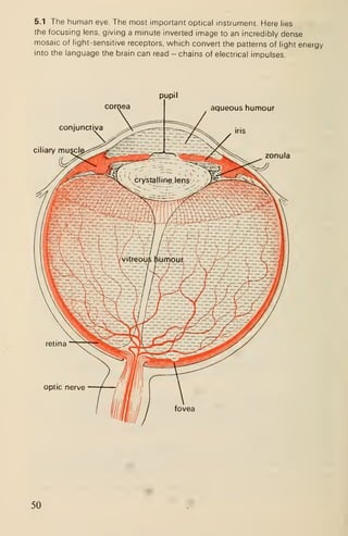 5.1 The human eye. The most important optical instrument. Here lies
the focusing lens, giving a minute inverted image to an incredibly dense
mosaic of light-sensitive receptors, which convert the patterns of light energy
into the language the brain can read - chains of electrical impulses.
pupil
aqueous humour
zonula
optic nerve
fovea
50
 
