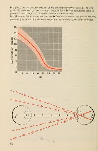 5.2 (Top) Loss of accommodation of the lens of the eye with ageing. The lens
gradually becomes rigid and cannot change its form. Bifocal spectacles serve to
give effective change of focus when accommodation is lost.
5.3 (Bottom) Eye a cannot see into eye b. One's own eye always gets in the way,
preventing light reaching the only part of the retina which could form an image.
HHUbHHhI
12 20 28 36 44 52 60 68
age
54
 