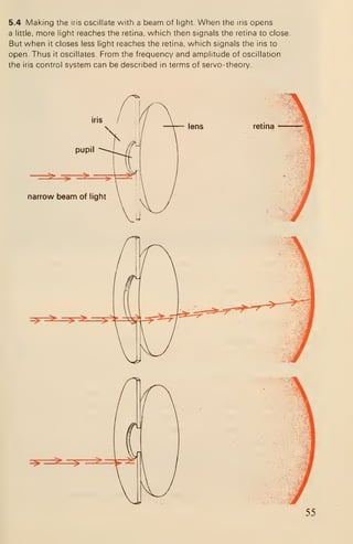 5.4 Making the iris oscillate with a beam of light. When the iris opens
a little, more light reaches the retina, which then signals the retina to close.
But when it closes less light reaches the retina, which signals the iris to
open. Thus it oscillates. From the frequency and amplitude of oscillation
the iris control system can be described in terms of servo-theory.
=5^=^^^=?^-=5:
=^^=^^^=^r-^-^^
 