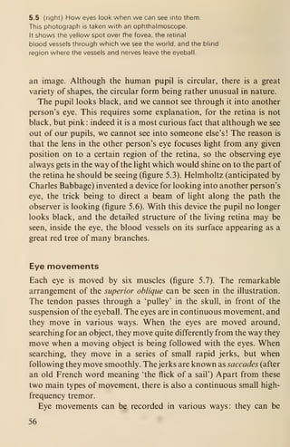 5.5 (right) How eyes look when we can see into them.
This photograph is taken with an ophthalmoscope.
It shows the yellow spot over the fovea, the retinal
blood vessels through which we see the world, and the blind
region where the vessels and nerves leave the eyeball.
an image. Although the human pupil is circular, there is a great
variety of shapes, the circular form being rather unusual in nature.
The pupil looks black, and we cannot see through it into another
person's eye. This requires some explanation, for the retina is not
black, but pink : indeed it is a most curious fact that although we see
out of our pupils, we cannot see into someone else's ! The reason is
that the lens in the other person's eye focuses light from any given
position on to a certain region of the retina, so the observing eye
always gets in the way of the light which would shine on to the part of
the retina he should be seeing (figure 5.3). Helmholtz (anticipated by
Charles Babbage) invented a device for looking into another person's
eye, the trick being to direct a beam of light along the path the
observer is looking (figure 5.6). With this device the pupil no longer
looks black, and the detailed structure of the living retina may be
seen, inside the eye, the blood vessels on its surface appearing as a
great red tree of many branches.
Eye movements
Each eye is moved by six muscles (figure 5.7). The remarkable
arrangement of the superior oblique can be seen in the illustration.
The tendon passes through a 'pulley' in the skull, in front of the
suspension of the eyeball. The eyes are in continuous movement, and
they move in various ways. When the eyes are moved around,
searching for an object, they move quite differently from the way they
move when a moving object is being followed with the eyes. When
searching, they move in a series of small rapid jerks, but when
following they move smoothly. The jerks are known as saccades (after
an old French word meaning 'the flick of a sail') Apart from these
two main types of movement, there is also a continuous small high-
frequency tremor.
Eye movements can be recorded in various ways: they can be
56
 