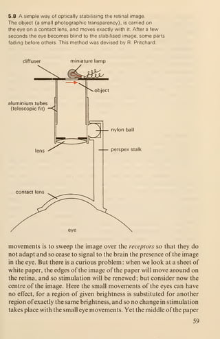 5.8 A simple way of optically stabilising the retinal image.
The object (a small photographic transparency), is carried on
the eye on a contact lens, and moves exactly with it. After a few
seconds the eye becomes blind to the stabilised image, some parts
fading before others This method was devised by R. Pritchard.
diffuser miniature lamp
aluminium tubes
(telescopic fit)
lens
contact lens
eye
movements is to sweep the image over the receptors so that they do
not adapt and so cease to signal to the brain the presence of the image
in the eye. But there is a curious problem : when we look at a sheet of
white paper, the edges of the image of the paper will move around on
the retina, and so stimulation will be renewed; but consider now the
centre of the image. Here the small movements of the eyes can have
no effect, for a region of given brightness is substituted for another
region ofexactly the same brightness, and so no change in stimulation
takes place with the small eye movements. Yet the middle of the paper
59
 