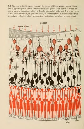 5.9 The retina. Light travels through the layers of blood vessels, nerve fibres
and supporting cells to the sensitive receptors ('rods' and 'cones'). These lie
at the back of the retina, which is thus functionally inside-out. The optic nerve
is not, in vertebrate eyes, joined directly to the receptors, but is connected via
three layers of cells, which form part of the brain externalised in the eyeball.
LIGHT
rods
 