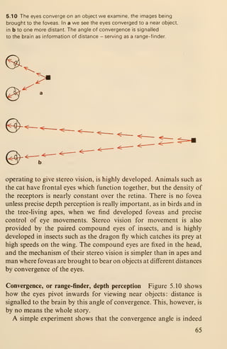 5.10 The eyes converge on an object we examine, the images being
brought to the foveas. In a we see the eyes converged to a near object,
in b to one more distant. The angle of convergence is signalled
to the brain as information of distance - serving as a range-finder.
>a
operating to give stereo vision, is highly developed. Animals such as
the cat have frontal eyes which function together, but the density of
the receptors is nearly constant over the retina. There is no fovea
unless precise depth perception is really important, as in birds and in
the tree-living apes, when we find developed foveas and precise
control of eye movements. Stereo vision for movement is also
provided by the paired compound eyes of insects, and is highly
developed in insects such as the dragon fly which catches its prey at
high speeds on the wing. The compound eyes are fixed in the head,
and the mechanism of their stereo vision is simpler than in apes and
man where foveas are brought to bear on objects at different distances
by convergence of the eyes.
Convergence, or range-finder, depth perception Figure 5.10 shows
how the eyes pivot inwards for viewing near objects: distance is
signalled to the brain by this angle of convergence. This, however, is
by no means the whole story.
A simple experiment shows that the convergence angle is indeed
65
 