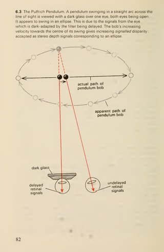 6.3 The Pulfrich Pendulum. A pendulum swinging in a straight arc across the
line of sight is viewed with a dark glass over one eye, both eyes being open.
It appears to swing in an ellipse. This is due to the signals from the eye
which is dark-adapted by the filter being delayed. The bob's increasing
velocity towards the centre of its swing gives increasing s/g'/7a//ec/ disparity:
accepted as stereo depth signals corresponding to an ellipse.
^r
delayed
retinal
signals
undelayed
retinal
signals
82
 