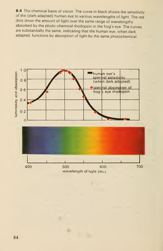6.4 The chemical basis of vision. The curve in black shows the sensitivity
of the (dark adapted) human eye to various wavelengths of light. The red
dots show the amount of light over the same range of wavelengths
absorbed by the photo-chemical rhodopsin in the frog's eye. The curves
are substantially the same, indicating that the human eye, when dark
adapted, functions by absorption of light by the same photochemical.
400 500 600
wavelength of light (m/-)
700
84
 