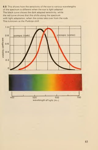 6.5 This shows how the sensitivity of the eye to various wavelengths
of the spectrum is different when the eye is light adapted.
The black curve shows the dark adapted sensitivity, while
the red curve shows that this shifts along the spectrum
with light adaptation, when the cones take over from the rods.
This is known as the Purkinje shift.
10 .
^^ 1
08 jcotopic (r Dds) g
lf
 piotopic (canes)
c
u
it 6
/ 
nk
o
o
>~
^ 4
/ /
'
I
'
V>
02 yVr
V ^^/  
v^
400 500 600
wavelength of light (m/i)
700
85
 