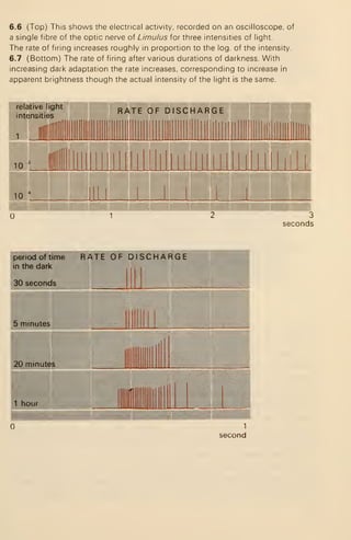 6.6 (Top) This shows the electrical activity, recorded on an oscilloscope, of
a single fibre of the optic nerve of Limulus for three intensities of light.
The rate of firing increases roughly in proportion to the log. of the intensity.
6.7 (Bottom) The rate of firing after various durations of darkness. With
increasing dark adaptation the rate increases, corresponding to increase in
apparent brightness though the actual intensity of the light is the same.
relative light
intensities
RATE OF DISCHARGE
10 IBlllllllllHlllllll ll lllllillllllliliiil
J III! I
i
| I 1^—3
seconds
period of time
in the dark
30 seconds
RATE OF DISCHARGE
.minutes
20 minutes
^hour
1
second
 