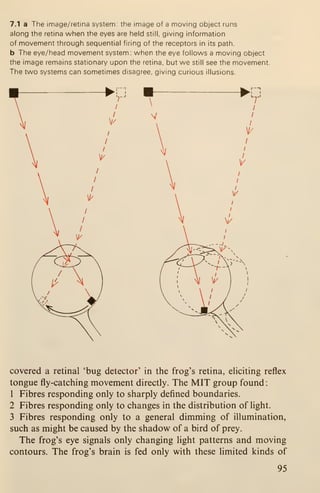 7.1 a The image/retina system: the image of a moving object runs
along the retina when the eyes are held still, giving information
of movement through sequential firing of the receptors in its path.
b The eye/head movement system: when the eye follows a moving object
the image remains stationary upon the retina, but we still see the movement.
The two systems can sometimes disagree, giving curious illusions.
covered a retinal 'bug detector' in the frog's retina, eliciting reflex
tongue fly-catching movement directly. The MIT group found:
1 Fibres responding only to sharply defined boundaries.
2 Fibres responding only to changes in the distribution of light.
3 Fibres responding only to a general dimming of illumination,
such as might be caused by the shadow of a bird of prey.
The frog's eye signals only changing light patterns and moving
contours. The frog's brain is fed only with these limited kinds of
95
 