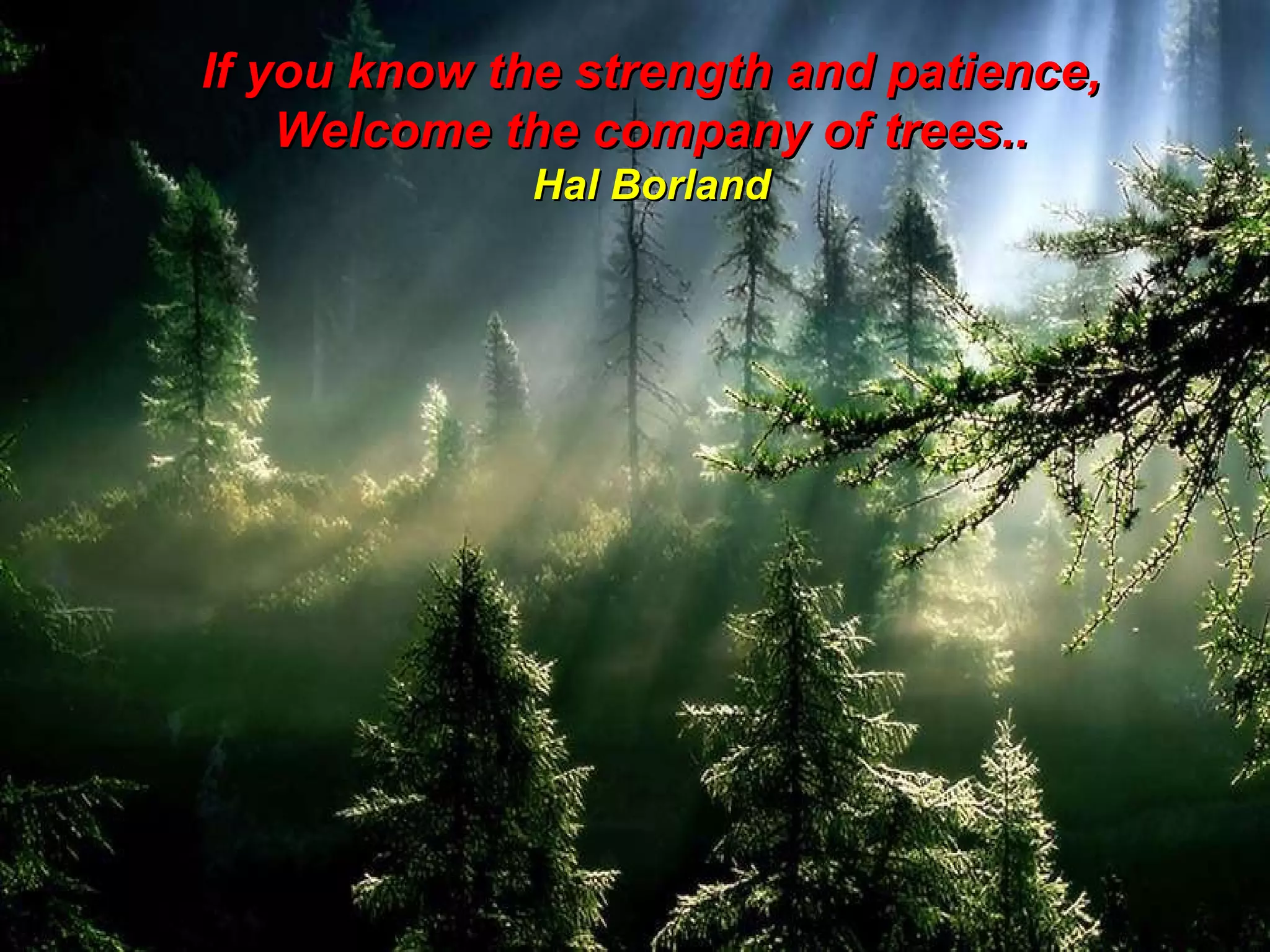 If you know the strength and patience, Welcome the company of trees.. Hal Borland 