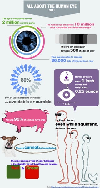 Human eye Infographic Facts