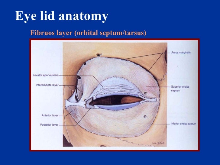 Eye Lid Dr.Ashraf