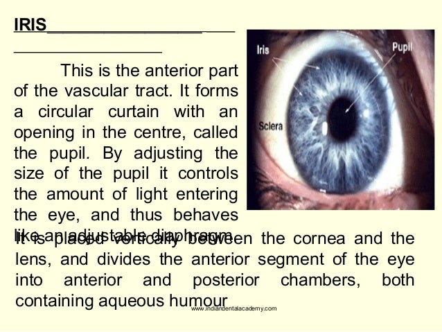 eye prosthetic consideration certified fixed orthodontic courses by the amount of light entering the eye is regulated by the size of the