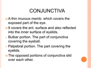 CONJUNCTIVA
 A thin mucous memb. which covers the
exposed part of the eye.
 It covers the ant. surface and also reflected
into the inner surface of eyelids.
 Bulbar portion. The part of conjunctiva
covering the eyeball.
 Palpebral portion. The part covering the
eyelids.
 The opposed portions of conjunctiva slid
over each other.
 