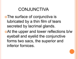 CONJUNCTIVA
The surface of conjunctiva is
lubricated by a thin film of tears
secreted by lacrimal glands.
At the upper and lower reflections b/w
eyeball and eyelid the conjunctive
forms two sacs, the superior and
inferior fornices.
 