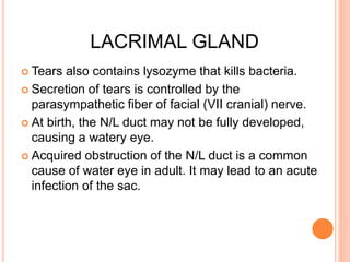LACRIMAL GLAND
 Tears also contains lysozyme that kills bacteria.
 Secretion of tears is controlled by the
parasympathetic fiber of facial (VII cranial) nerve.
 At birth, the N/L duct may not be fully developed,
causing a watery eye.
 Acquired obstruction of the N/L duct is a common
cause of water eye in adult. It may lead to an acute
infection of the sac.
 