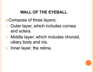 WALL OF THE EYEBALL
Compose of three layers;
1. Outer layer, which includes cornea
and sclera.
2. Middle layer; which includes choroid,
ciliary body and iris.
3. Inner layer, the retina.
 