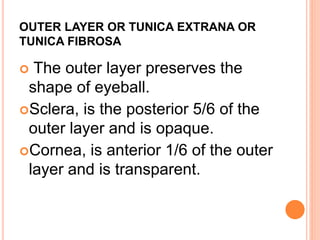 OUTER LAYER OR TUNICA EXTRANA OR
TUNICA FIBROSA
 The outer layer preserves the
shape of eyeball.
Sclera, is the posterior 5/6 of the
outer layer and is opaque.
Cornea, is anterior 1/6 of the outer
layer and is transparent.
 
