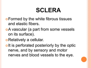 SCLERA
Formed by the white fibrous tissues
and elastic fibers.
A vascular (a part from some vessels
on its surface).
Relatively a cellular.
It is perforated posteriorly by the optic
nerve, and by sensory and motor
nerves and blood vessels to the eye.
 