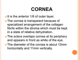 CORNEA
 It is the anterior 1/6 of outer layer.
 The cornea is transparent because of
specialized arrangement of the collagen
fibrils within the stroma which must be kept
in a state of relative dehydration.
 The sclera overlaps cornea at its periphery
and appears in front as white of the eye.
 The diameter of the cornea is about 12mm
horizontally and 11mm vertically.
 