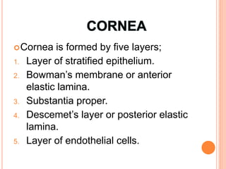 Cornea is formed by five layers;
1. Layer of stratified epithelium.
2. Bowman’s membrane or anterior
elastic lamina.
3. Substantia proper.
4. Descemet’s layer or posterior elastic
lamina.
5. Layer of endothelial cells.
 