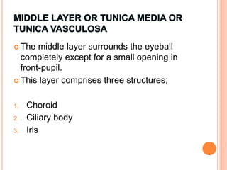  The middle layer surrounds the eyeball
completely except for a small opening in
front-pupil.
 This layer comprises three structures;
1. Choroid
2. Ciliary body
3. Iris
 
