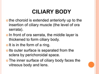 CILIARY BODY
 the choroid is extended anteriorly up to the
insertion of ciliary muscle (the level of ora
serrata).
 In front of ora serrata, the middle layer is
thickened to form ciliary body.
 It is in the form of a ring.
 Its outer surface is separated from the
sclera by perichoroidal space.
 The inner surface of ciliary body faces the
vitreous body and lens.
 