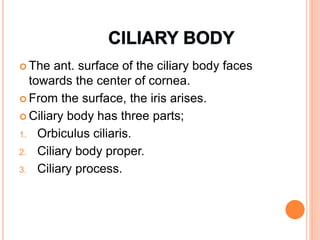  The ant. surface of the ciliary body faces
towards the center of cornea.
 From the surface, the iris arises.
 Ciliary body has three parts;
1. Orbiculus ciliaris.
2. Ciliary body proper.
3. Ciliary process.
 