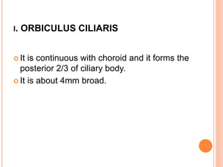 I. ORBICULUS CILIARIS
 It is continuous with choroid and it forms the
posterior 2/3 of ciliary body.
 It is about 4mm broad.
 