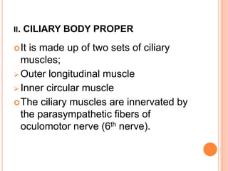 II. CILIARY BODY PROPER
It is made up of two sets of ciliary
muscles;
 Outer longitudinal muscle
 Inner circular muscle
The ciliary muscles are innervated by
the parasympathetic fibers of
oculomotor nerve (6th nerve).
 
