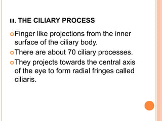 III. THE CILIARY PROCESS
Finger like projections from the inner
surface of the ciliary body.
There are about 70 ciliary processes.
They projects towards the central axis
of the eye to form radial fringes called
ciliaris.
 