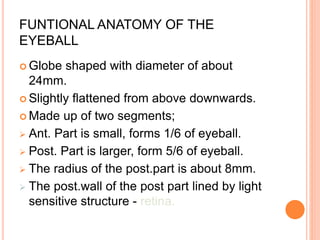 FUNTIONAL ANATOMY OF THE
EYEBALL
 Globe shaped with diameter of about
24mm.
 Slightly flattened from above downwards.
 Made up of two segments;
 Ant. Part is small, forms 1/6 of eyeball.
 Post. Part is larger, form 5/6 of eyeball.
 The radius of the post.part is about 8mm.
 The post.wall of the post part lined by light
sensitive structure - retina.
 