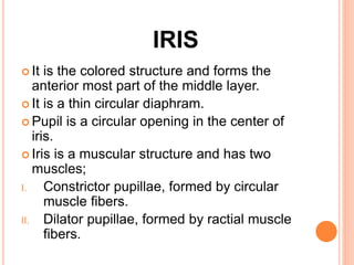 IRIS
 It is the colored structure and forms the
anterior most part of the middle layer.
 It is a thin circular diaphram.
 Pupil is a circular opening in the center of
iris.
 Iris is a muscular structure and has two
muscles;
I. Constrictor pupillae, formed by circular
muscle fibers.
II. Dilator pupillae, formed by ractial muscle
fibers.
 