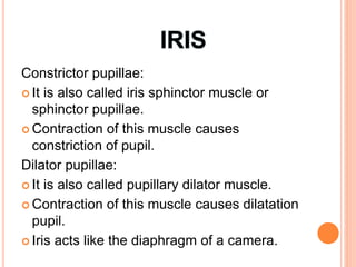 Constrictor pupillae:
 It is also called iris sphinctor muscle or
sphinctor pupillae.
 Contraction of this muscle causes
constriction of pupil.
Dilator pupillae:
 It is also called pupillary dilator muscle.
 Contraction of this muscle causes dilatation
pupil.
 Iris acts like the diaphragm of a camera.
 