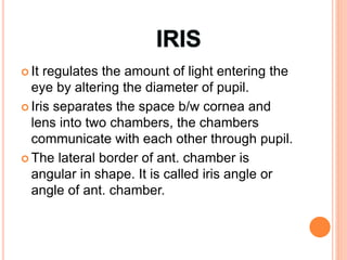  It regulates the amount of light entering the
eye by altering the diameter of pupil.
 Iris separates the space b/w cornea and
lens into two chambers, the chambers
communicate with each other through pupil.
 The lateral border of ant. chamber is
angular in shape. It is called iris angle or
angle of ant. chamber.
 