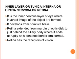 INNER LAYER OR TUNICA INTERNA OR
TUNICA NERVOSA OR RETINA
 It is the inner nervous layer of eye where
inverted image of the object are formed.
 It develops from primitive brain.
 Retina extended from margin of optic disk to
just behind the ciliary body where it ends
abruptly as a dentated border-ora serrata.
 Retina has the receptors of vision.
 