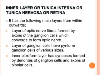  It has the following main layers from within
outwards;
I. Layer of optic nerve fibres formed by
axons of the ganglion cells which
converge to form optic nerve.
II. Layer of ganglion cells have pyriform
ganglion cells of various sizes.
III. Inner plexiform layer has synapses formed
by dendrites of ganglion cells and axons of
bipolar cells.
 