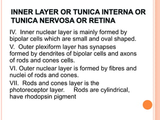 IV. Inner nuclear layer is mainly formed by
bipolar cells which are small and oval shaped.
V. Outer plexiform layer has synapses
formed by dendrites of bipolar cells and axons
of rods and cones cells.
VI. Outer nuclear layer is formed by fibres and
nuclei of rods and cones.
VII. Rods and cones layer is the
photoreceptor layer. Rods are cylindrical,
have rhodopsin pigment
 