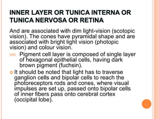 And are associated with dim light-vision (scotopic
vision). The cones have pyramidal shape and are
associated with bright light vision (photopic
vision) and colour vision.
VIII. Pigment cell layer is composed of single layer
of hexagonal epithelial cells, having dark
brown pigment (fuchsin).
 It should be noted that light has to traverse
ganglion cells and bipolar cells to reach the
photoreceptors rods and cones, where visual
impulses are set up, passed onto bipolar cells
of inner fibers pass onto cerebral cortex
(occipital lobe).
 