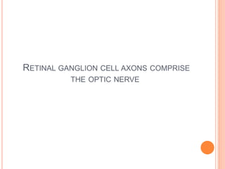 RETINAL GANGLION CELL AXONS COMPRISE
THE OPTIC NERVE
 