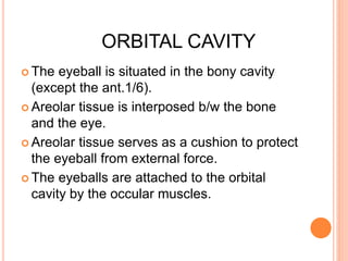 ORBITAL CAVITY
 The eyeball is situated in the bony cavity
(except the ant.1/6).
 Areolar tissue is interposed b/w the bone
and the eye.
 Areolar tissue serves as a cushion to protect
the eyeball from external force.
 The eyeballs are attached to the orbital
cavity by the occular muscles.
 