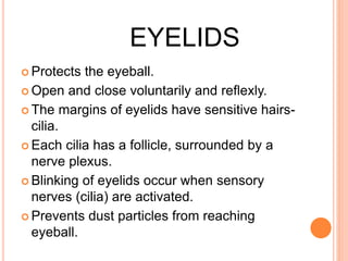 EYELIDS
 Protects the eyeball.
 Open and close voluntarily and reflexly.
 The margins of eyelids have sensitive hairs-
cilia.
 Each cilia has a follicle, surrounded by a
nerve plexus.
 Blinking of eyelids occur when sensory
nerves (cilia) are activated.
 Prevents dust particles from reaching
eyeball.
 